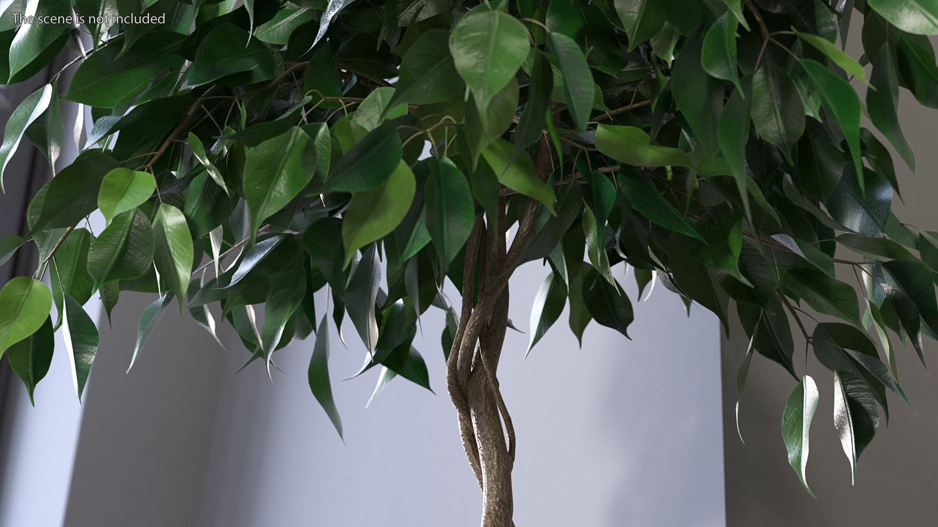 Houseplants Collection 4 3D model https://p.turbosquid.com/ts-thumb/Pj/FSH6b2/H3/houseplantscollection43dsmodel034/jpg/1639675253/1920x1080/fit_q87/703a628c9456515b4d77bf635a36c8c7731916fc/houseplantscollection43dsmodel034.jpg