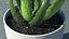 Houseplants Collection 4
