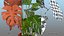 Houseplants Collection 4