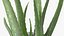 Houseplants Collection 4