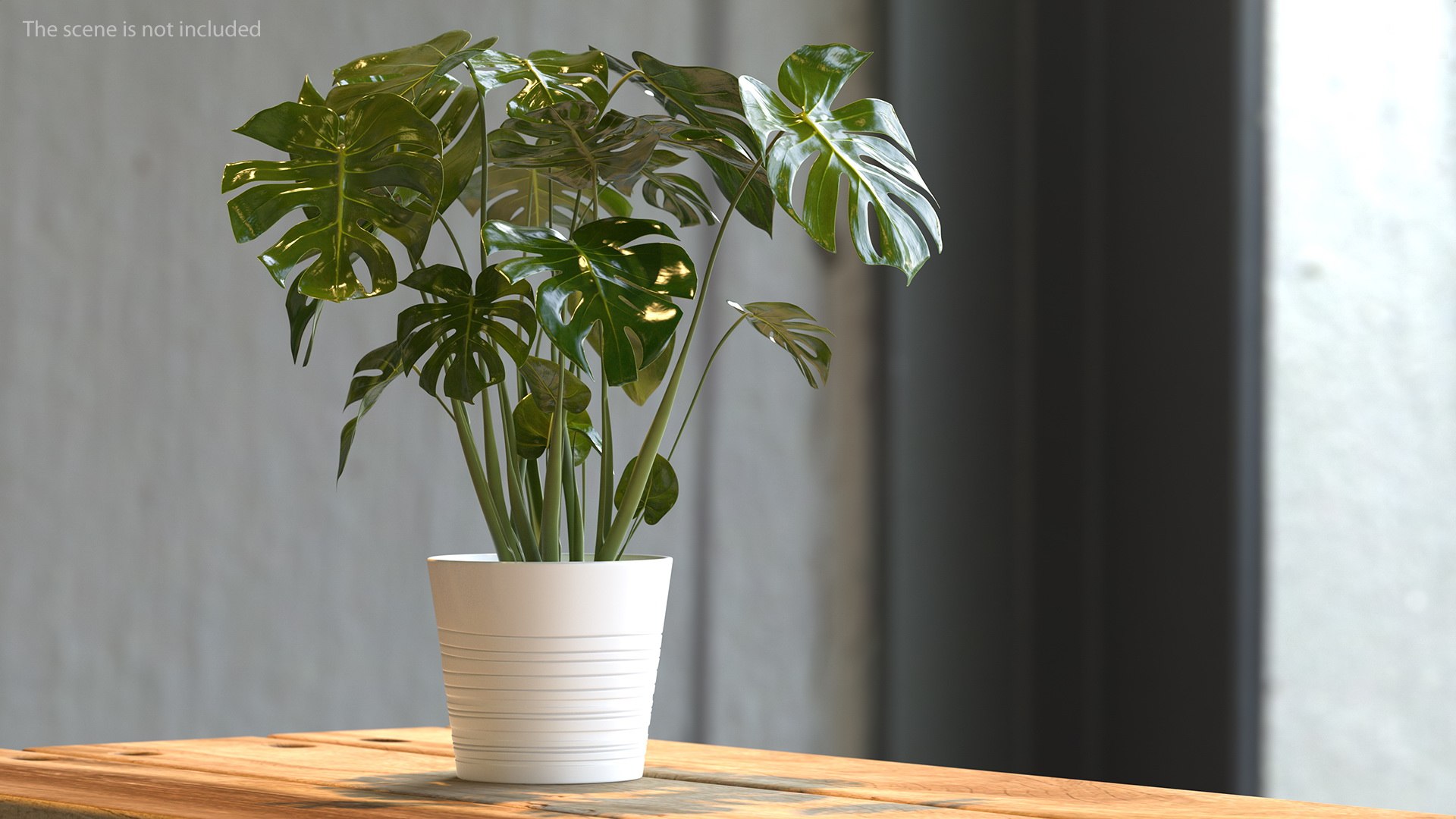 Houseplants Collection 4 3D model https://p.turbosquid.com/ts-thumb/Pj/FSH6b2/K5/houseplantscollection43dsmodel074/jpg/1639675372/1920x1080/fit_q87/02f1bdb198b8e9f1ad121b4ef73327b9bdadd24e/houseplantscollection43dsmodel074.jpg