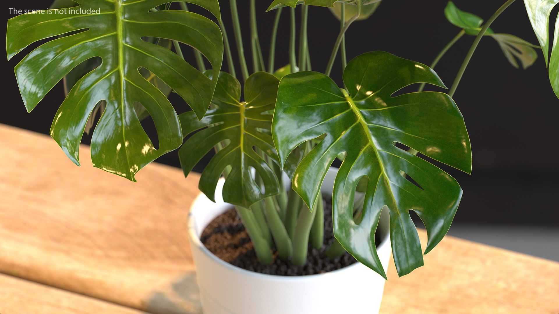 Houseplants Collection 4 3D model https://p.turbosquid.com/ts-thumb/Pj/FSH6b2/M9/houseplantscollection43dsmodel075/jpg/1639675375/1920x1080/fit_q87/12587ba40a7fa637728ac46e9ddecca020710ed8/houseplantscollection43dsmodel075.jpg