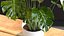 Houseplants Collection 4