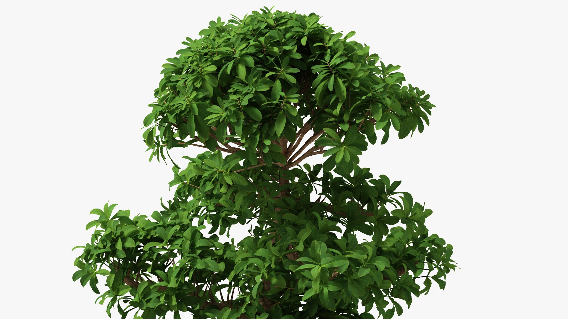Houseplants Collection 4 3D model https://p.turbosquid.com/ts-thumb/Pj/FSH6b2/Mo/houseplantscollection43dsmodel052/jpg/1639675308/1920x1080/fit_q87/a9f4e846cd08c3d916b6e523bc6c8522a23c1821/houseplantscollection43dsmodel052.jpg
