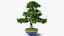 Houseplants Collection 4