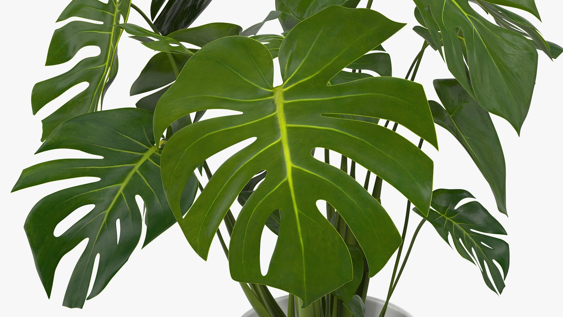Houseplants Collection 4 3D model https://p.turbosquid.com/ts-thumb/Pj/FSH6b2/OS/houseplantscollection43dsmodel083/jpg/1639675401/1920x1080/fit_q87/5e9080a8bd2acc038c5e6f9d7443725fbad10b4f/houseplantscollection43dsmodel083.jpg