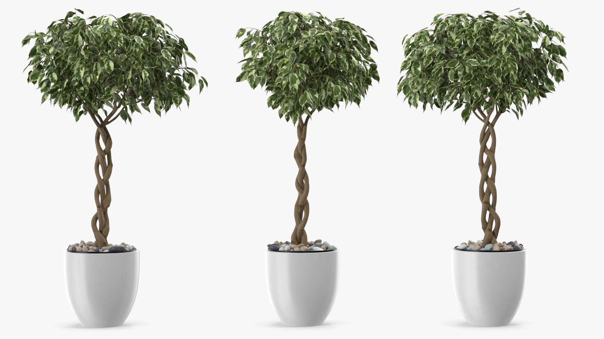 Houseplants Collection 4 3D model https://p.turbosquid.com/ts-thumb/Pj/FSH6b2/Op/houseplantscollection43dsmodel016/jpg/1639675194/1920x1080/fit_q87/54126eb530fdc5d4d7217ed8749135ca42b644ba/houseplantscollection43dsmodel016.jpg