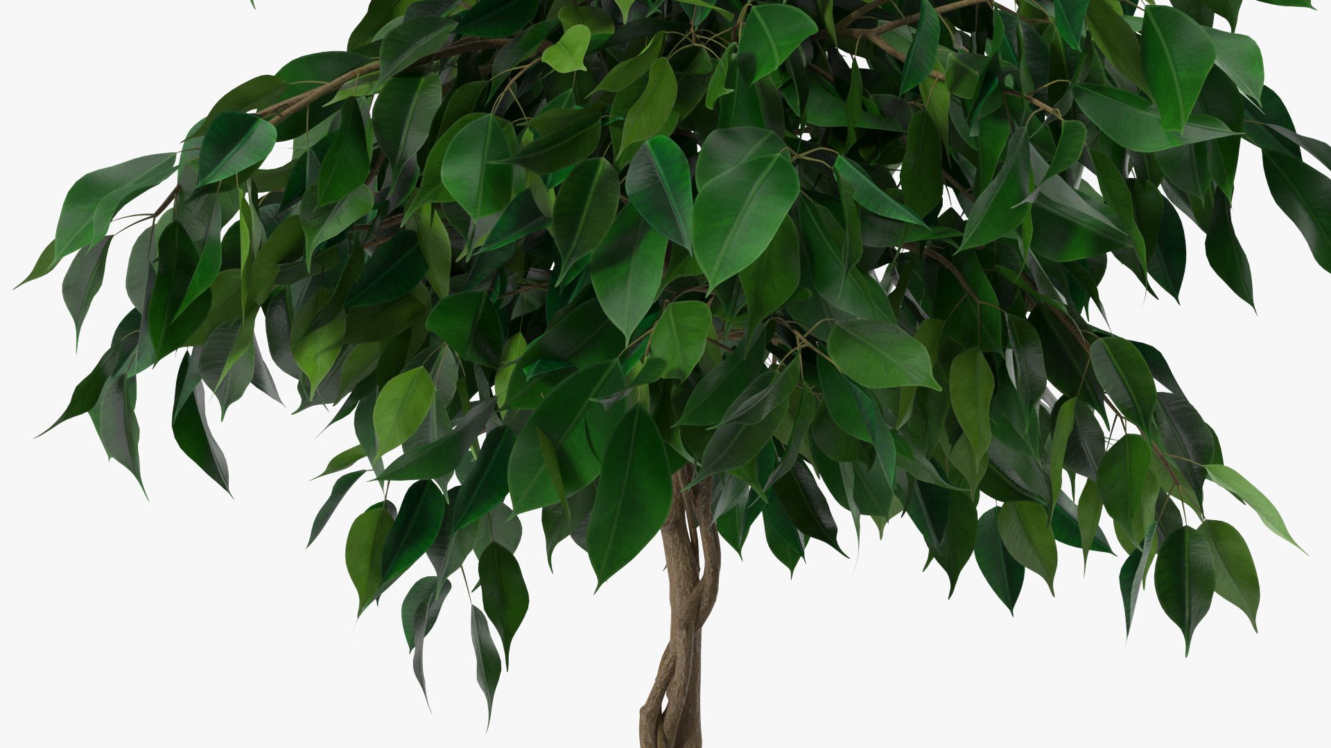 Houseplants Collection 4 3D model https://p.turbosquid.com/ts-thumb/Pj/FSH6b2/S1/houseplantscollection43dsmodel041/jpg/1639675274/1920x1080/fit_q87/baef694753bfc3a6a6d7b08e7621d8484061daae/houseplantscollection43dsmodel041.jpg