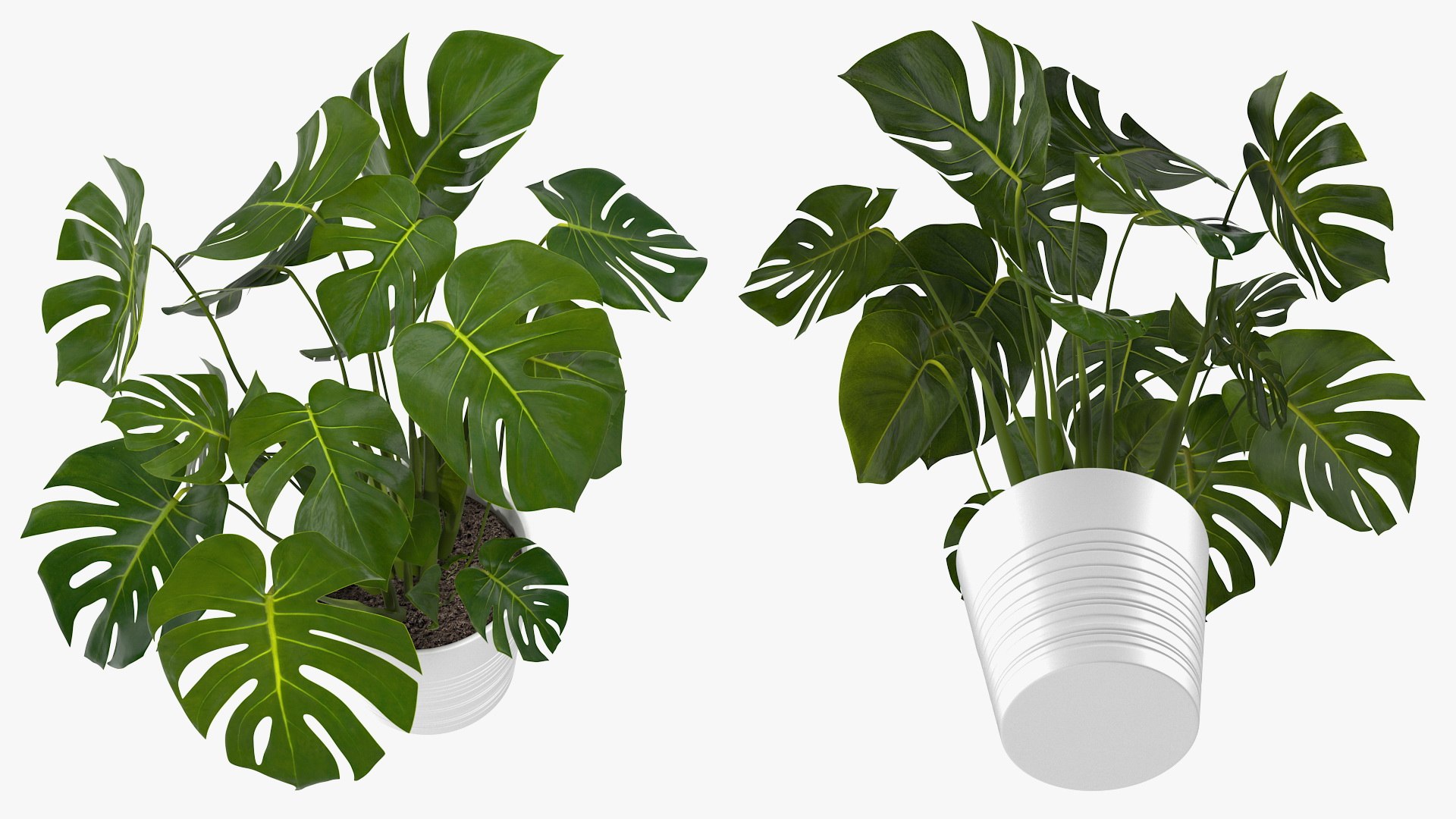 Houseplants Collection 4 3D model https://p.turbosquid.com/ts-thumb/Pj/FSH6b2/SA/houseplantscollection43dsmodel081/jpg/1639675394/1920x1080/fit_q87/f42244bdd245ce5746236c827ebdc9857fe329f4/houseplantscollection43dsmodel081.jpg