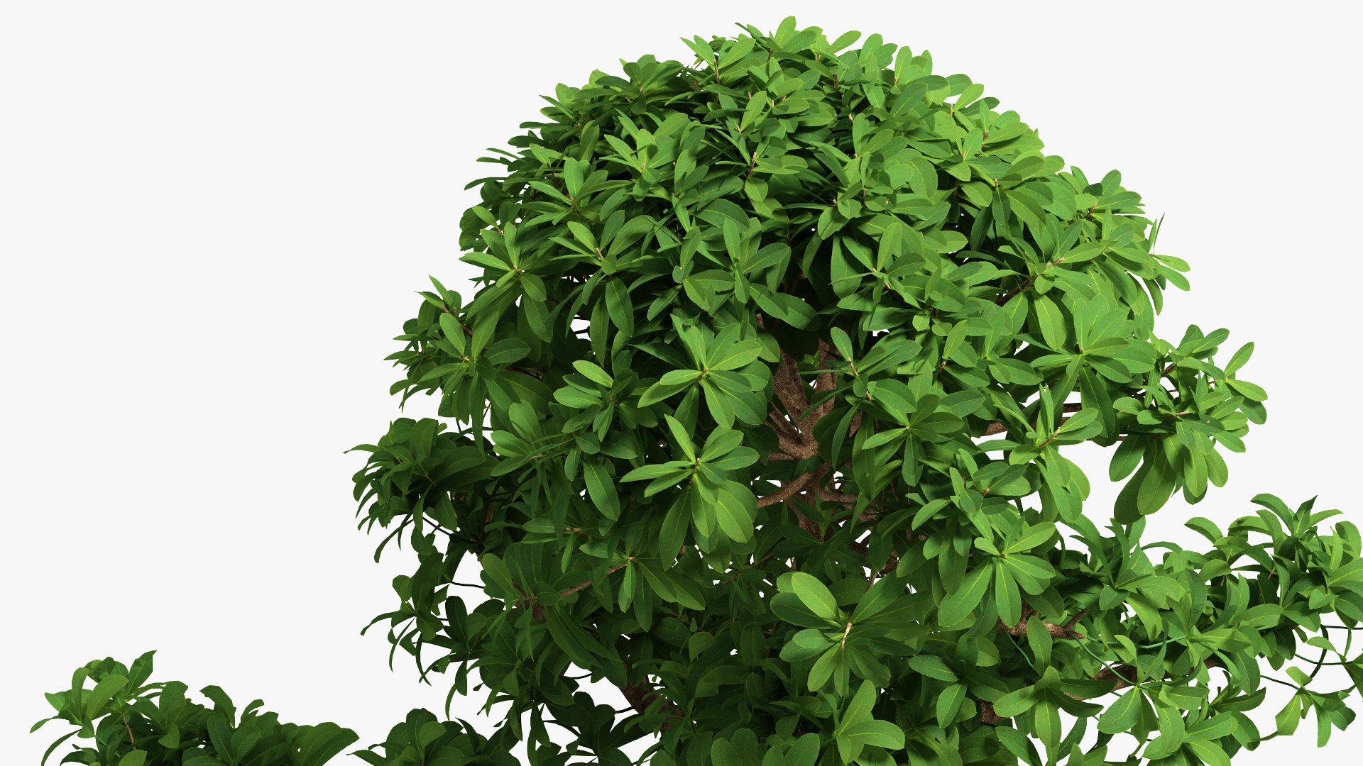 Houseplants Collection 4 3D model https://p.turbosquid.com/ts-thumb/Pj/FSH6b2/TV/houseplantscollection43dsmodel053/jpg/1639675311/1920x1080/fit_q87/9aed2aa1413cad61d79001d9b534b426c5bfb9d6/houseplantscollection43dsmodel053.jpg