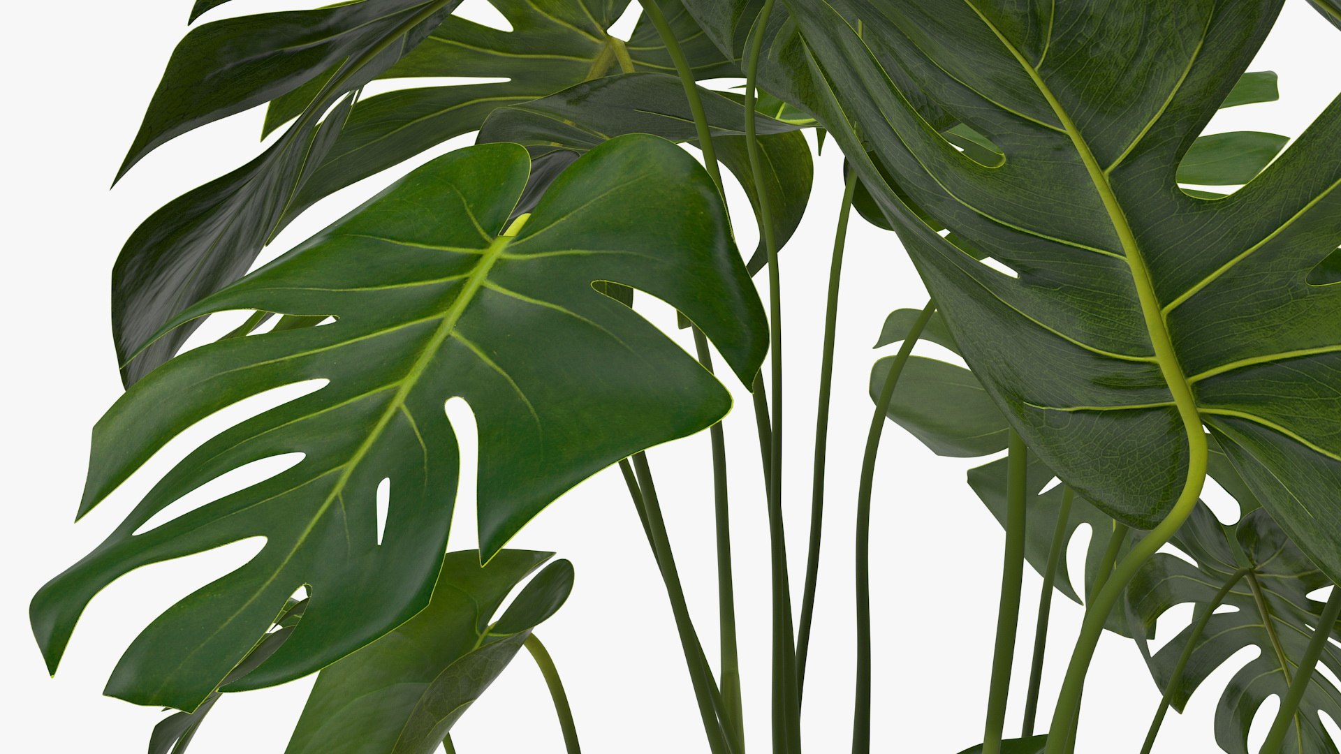 Houseplants Collection 4 3D model https://p.turbosquid.com/ts-thumb/Pj/FSH6b2/Td/houseplantscollection43dsmodel082/jpg/1639675398/1920x1080/fit_q87/885a37e55ee1617d8bdd131c0c591a6299bc6251/houseplantscollection43dsmodel082.jpg