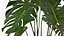 Houseplants Collection 4
