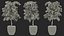 Houseplants Collection 4