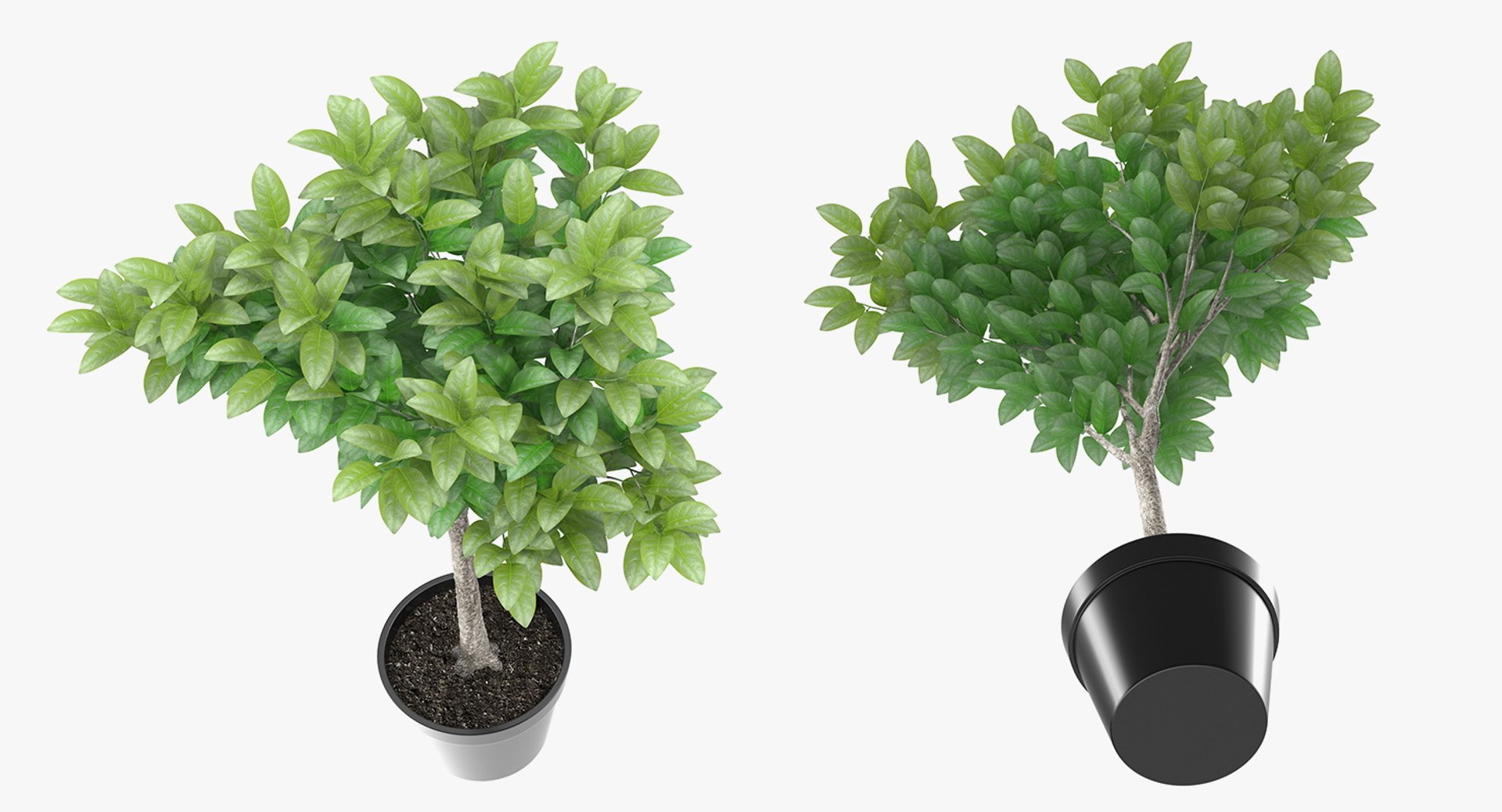 Houseplants Collection 4 3D model https://p.turbosquid.com/ts-thumb/Pj/FSH6b2/WX/houseplantscollection43dsmodel088/jpg/1639675415/1920x1080/fit_q87/ddb00d52eef1b8429eebc409110097aab9009912/houseplantscollection43dsmodel088.jpg