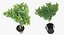 Houseplants Collection 4