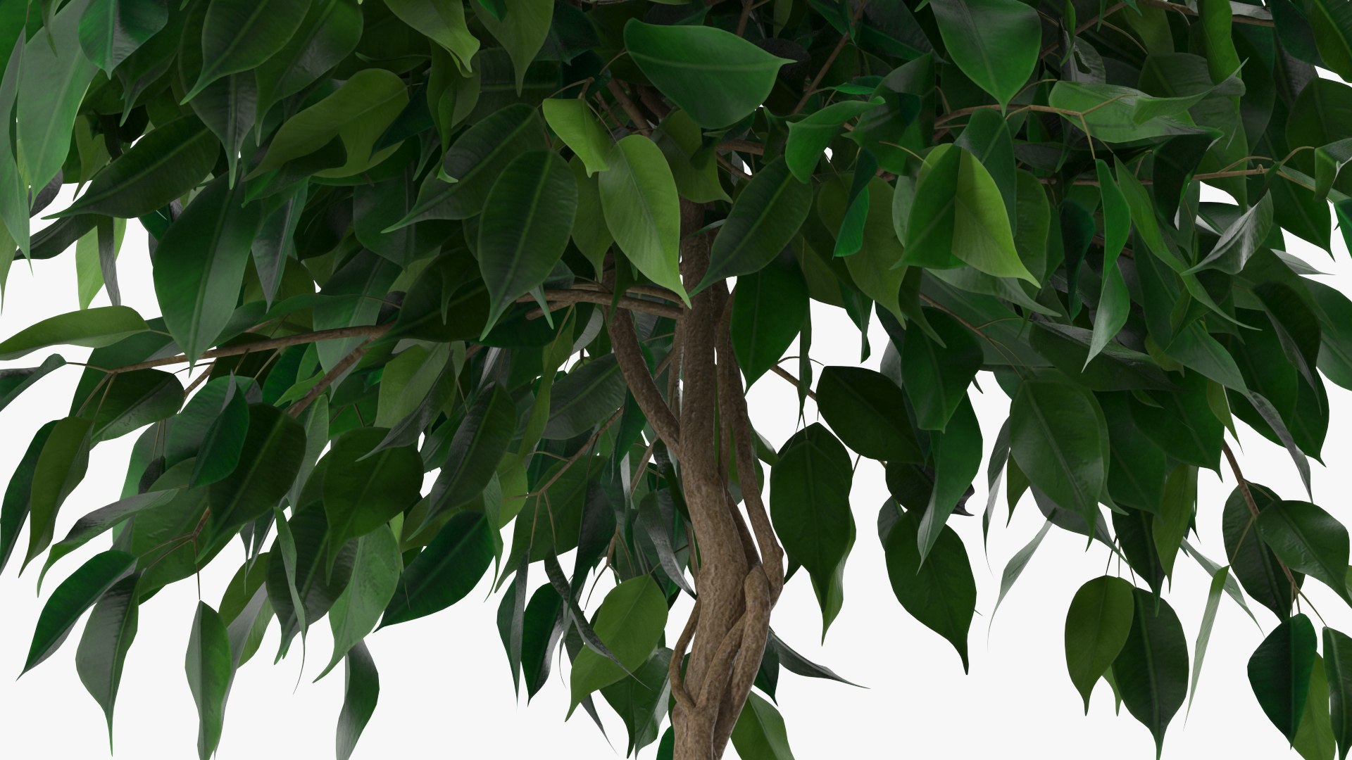 Houseplants Collection 4 3D model https://p.turbosquid.com/ts-thumb/Pj/FSH6b2/Wf/houseplantscollection43dsmodel042/jpg/1639675277/1920x1080/fit_q87/48934266fe8c12179890727d2389abdf10ef27a6/houseplantscollection43dsmodel042.jpg