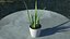 Houseplants Collection 4