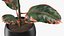 Houseplants Collection 4