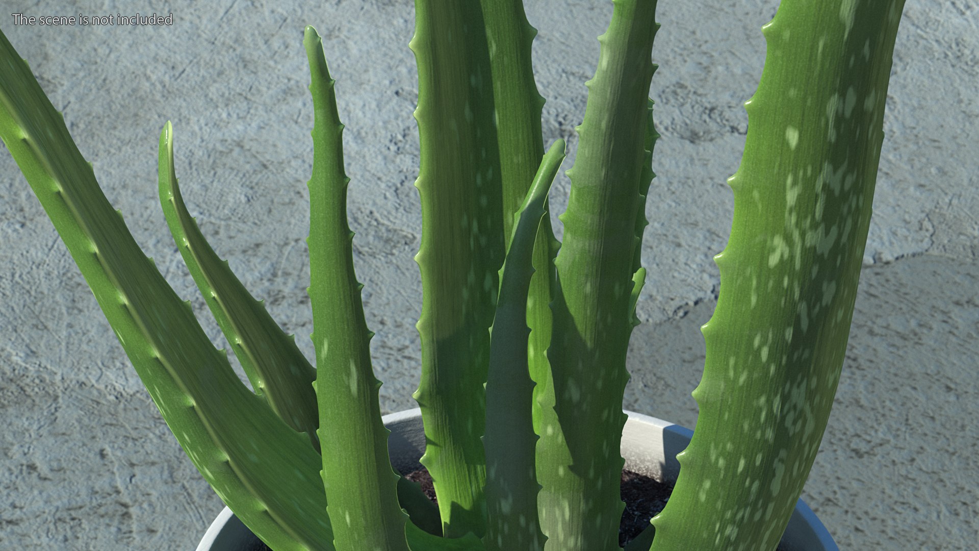 Houseplants Collection 4 3D model https://p.turbosquid.com/ts-thumb/Pj/FSH6b2/dG/houseplantscollection43dsmodel005/jpg/1639675161/1920x1080/fit_q87/d9ddc8f026af7891fee4deaacacd6a12496467c6/houseplantscollection43dsmodel005.jpg