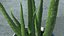 Houseplants Collection 4