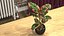 Houseplants Collection 4