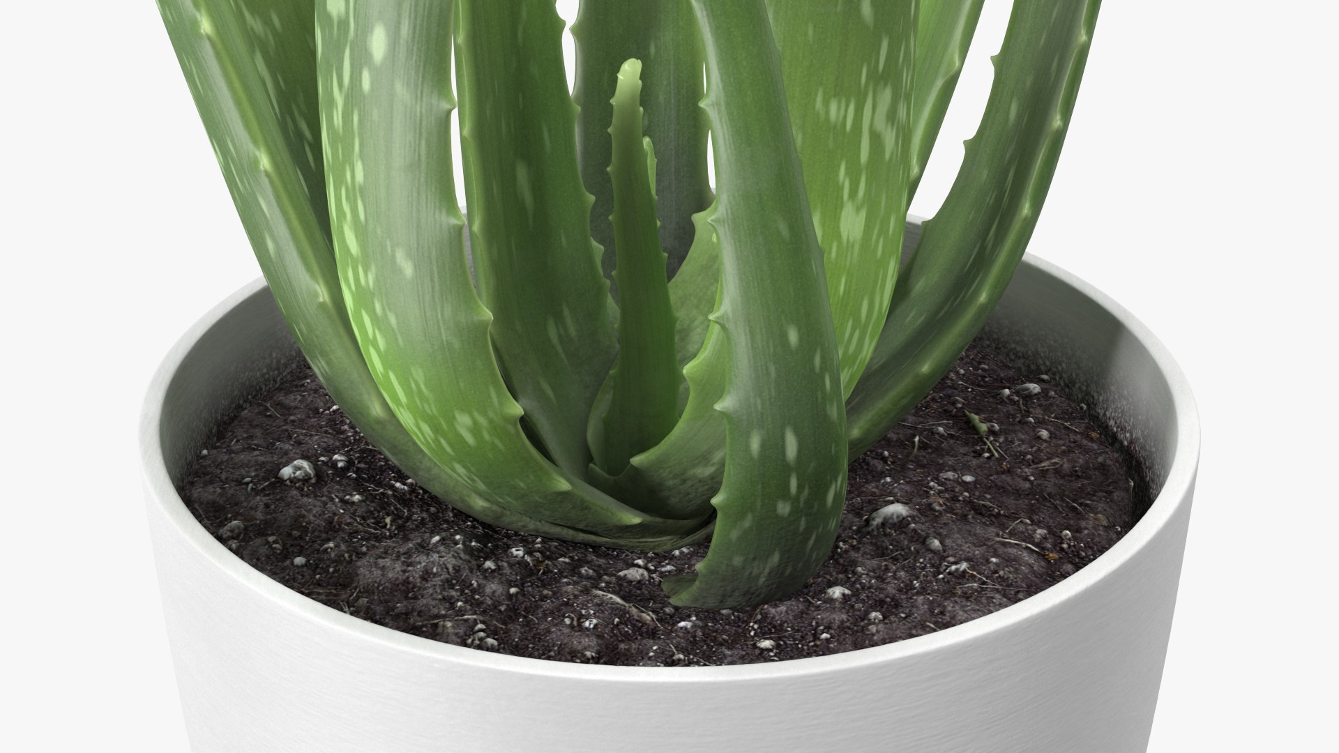 Houseplants Collection 4 3D model https://p.turbosquid.com/ts-thumb/Pj/FSH6b2/iO/houseplantscollection43dsmodel015/jpg/1639675191/1920x1080/fit_q87/886c5425349dc8ec88f9d8eba185651d135894ba/houseplantscollection43dsmodel015.jpg