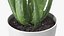 Houseplants Collection 4