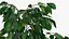Houseplants Collection 4