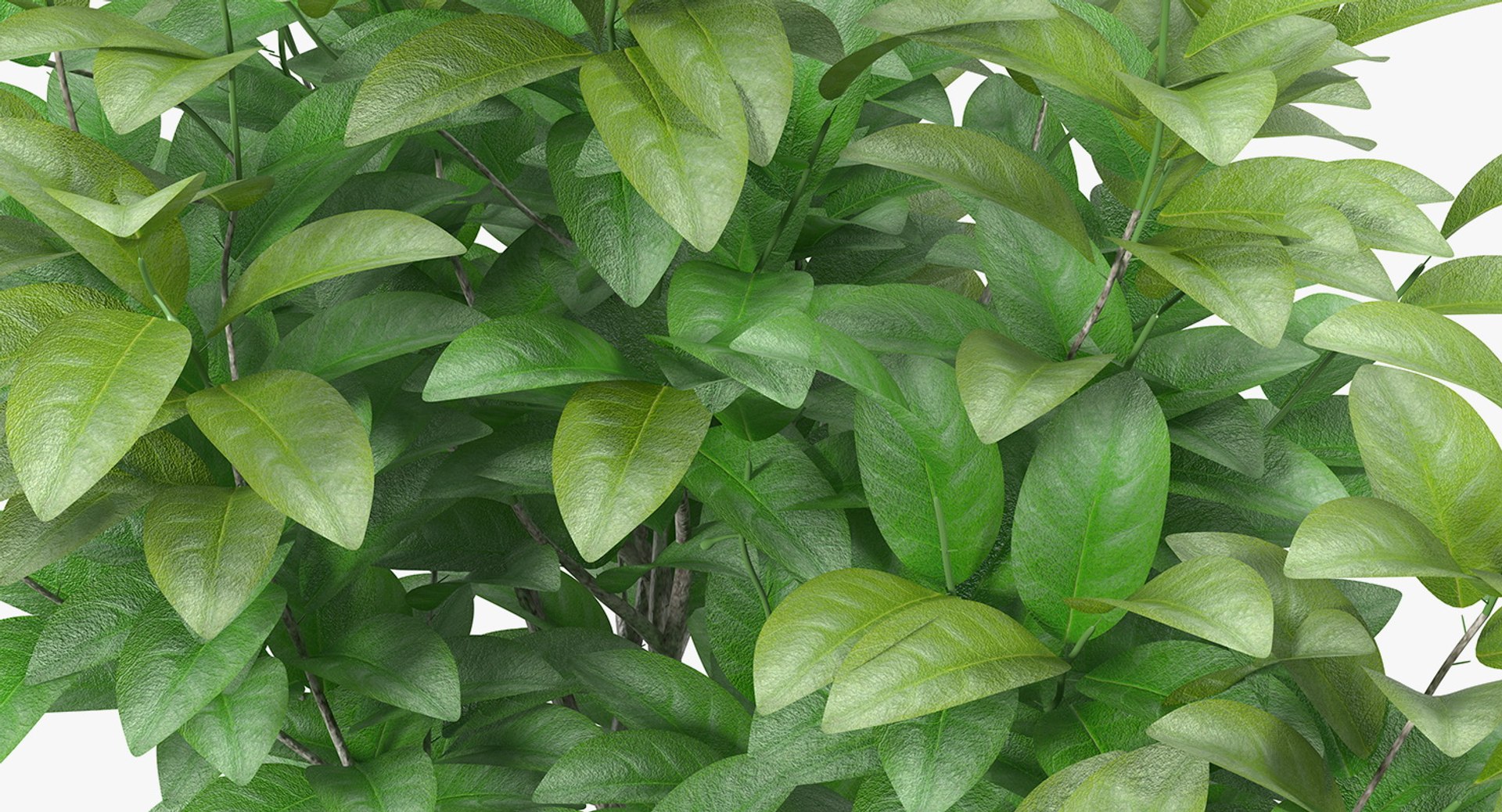 Houseplants Collection 4 3D model https://p.turbosquid.com/ts-thumb/Pj/FSH6b2/mr/houseplantscollection43dsmodel092/jpg/1639675427/1920x1080/fit_q87/5a9bf0652481e8261333e792f118a2b99bc45c56/houseplantscollection43dsmodel092.jpg