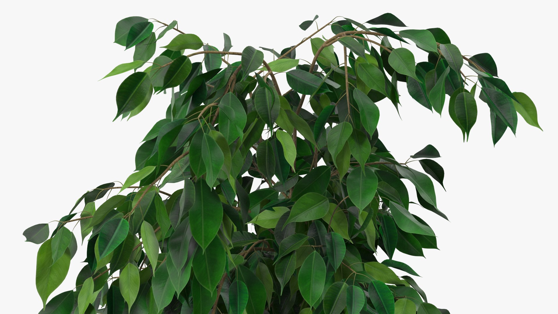 Houseplants Collection 4 3D model https://p.turbosquid.com/ts-thumb/Pj/FSH6b2/nz/houseplantscollection43dsmodel039/jpg/1639675268/1920x1080/fit_q87/1253990fb0e04d063036067f0cd2388d3d1b1382/houseplantscollection43dsmodel039.jpg