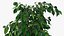 Houseplants Collection 4