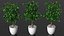 Houseplants Collection 4