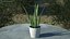 Houseplants Collection 4