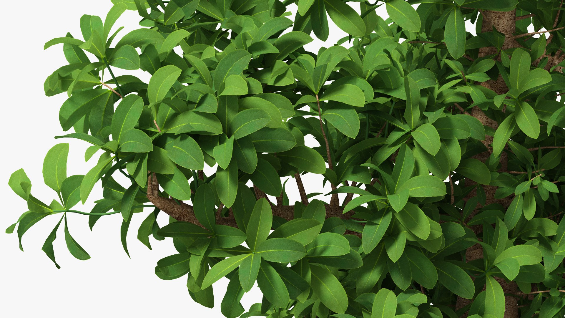Houseplants Collection 4 3D model https://p.turbosquid.com/ts-thumb/Pj/FSH6b2/oa/houseplantscollection43dsmodel057/jpg/1639675323/1920x1080/fit_q87/ea7e9c416f1735ac01317c593ee64b19259f80f8/houseplantscollection43dsmodel057.jpg