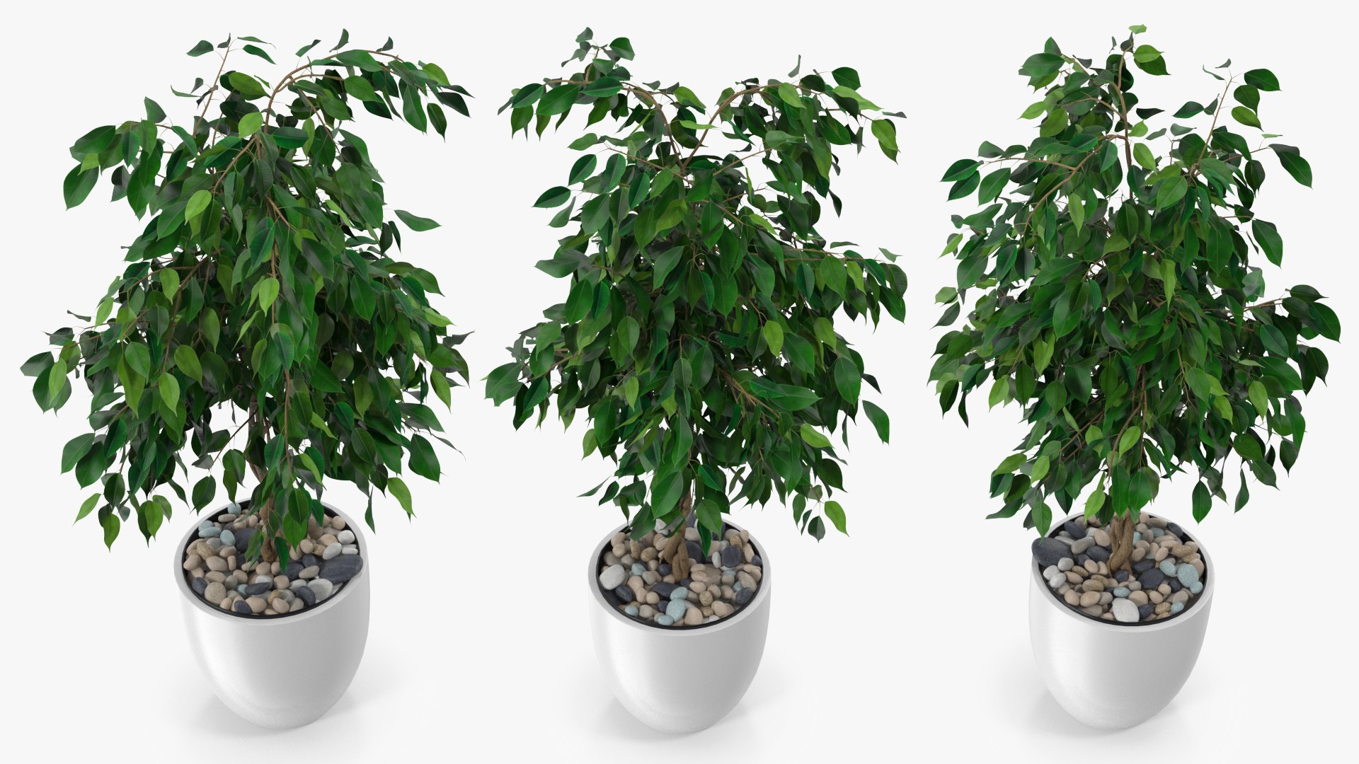 Houseplants Collection 4 3D model https://p.turbosquid.com/ts-thumb/Pj/FSH6b2/rx/houseplantscollection43dsmodel038/jpg/1639675265/1920x1080/fit_q87/905ab9104ea2d7bec3af3e40cc11298c5877640e/houseplantscollection43dsmodel038.jpg