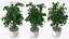 Houseplants Collection 4