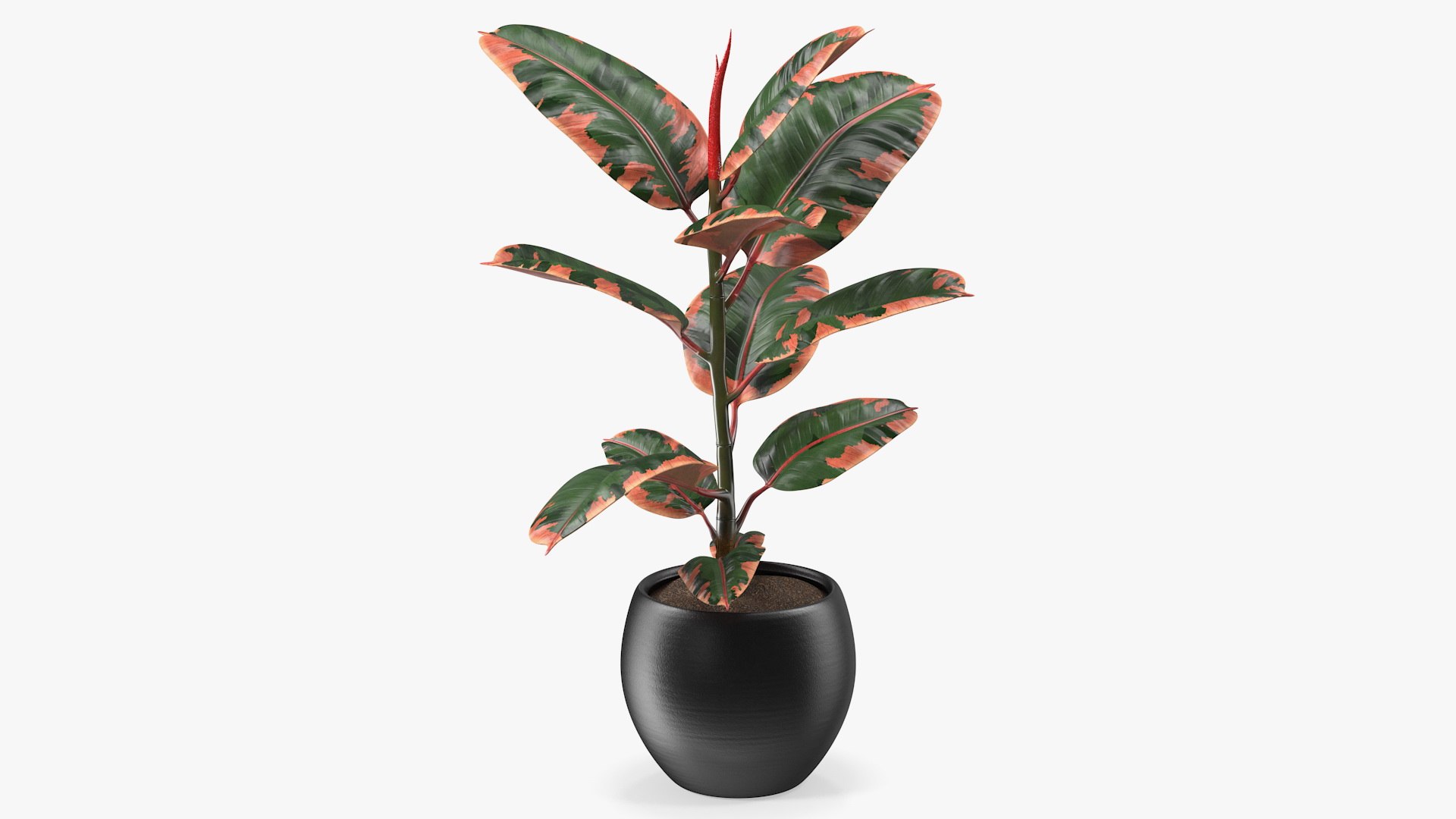 Houseplants Collection 4 3D model https://p.turbosquid.com/ts-thumb/Pj/FSH6b2/s8/houseplantscollection43dsmodel060/jpg/1639675330/1920x1080/fit_q87/35b08d6197cee35b8b230296ff3c4738ae60e2a3/houseplantscollection43dsmodel060.jpg