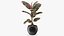 Houseplants Collection 4