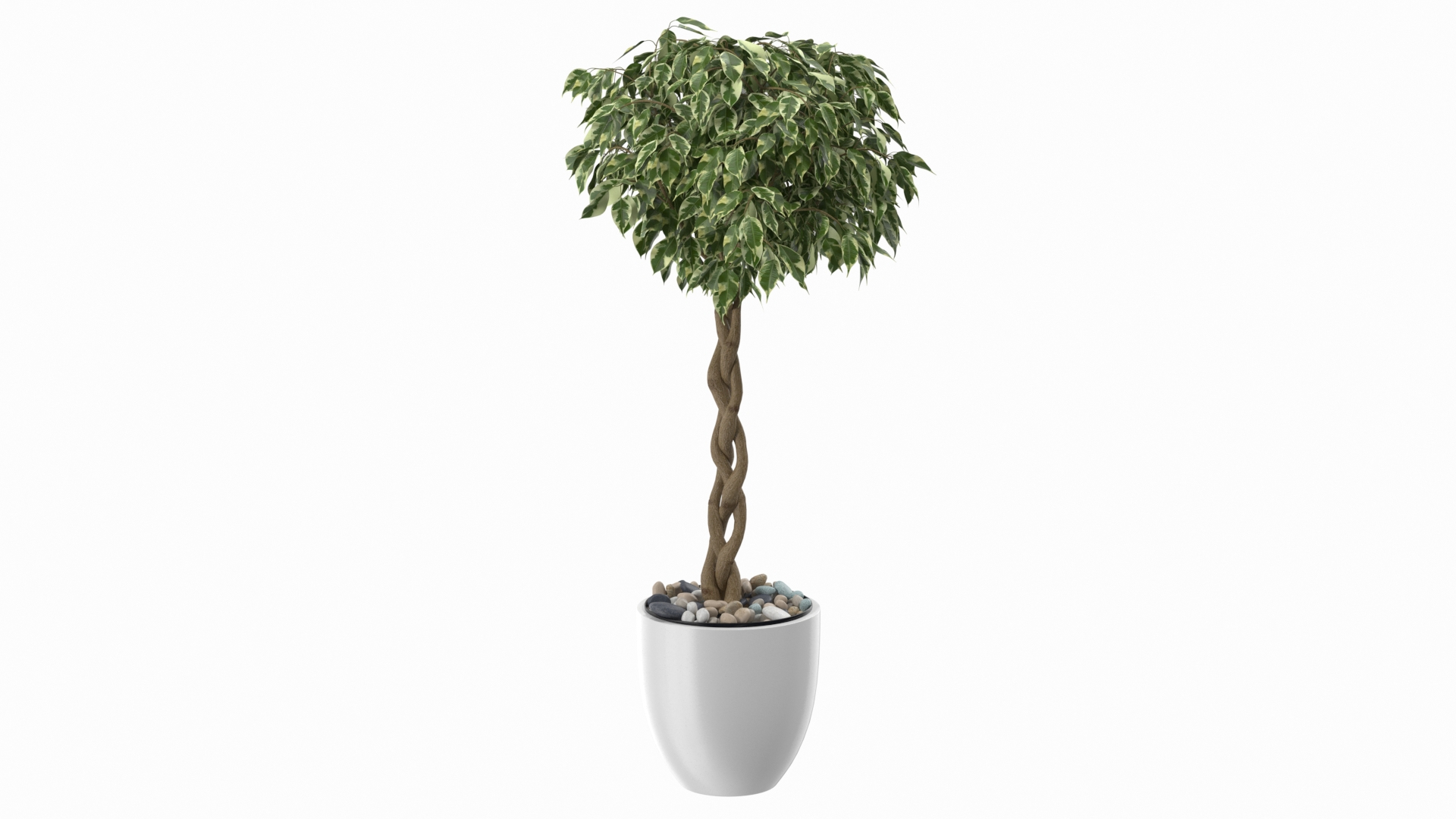 Houseplants Collection 4 3D model https://p.turbosquid.com/ts-thumb/Pj/FSH6b2/sI/ficus_benjamina_variegated_tree_in_pot_360/jpg/1639676260/1920x1080/turn_fit_q99/cbd224125cfd979ae3a487e810a1fd9b64c7c3c8/ficus_benjamina_variegated_tree_in_pot_360-1.jpg