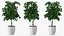 Houseplants Collection 4