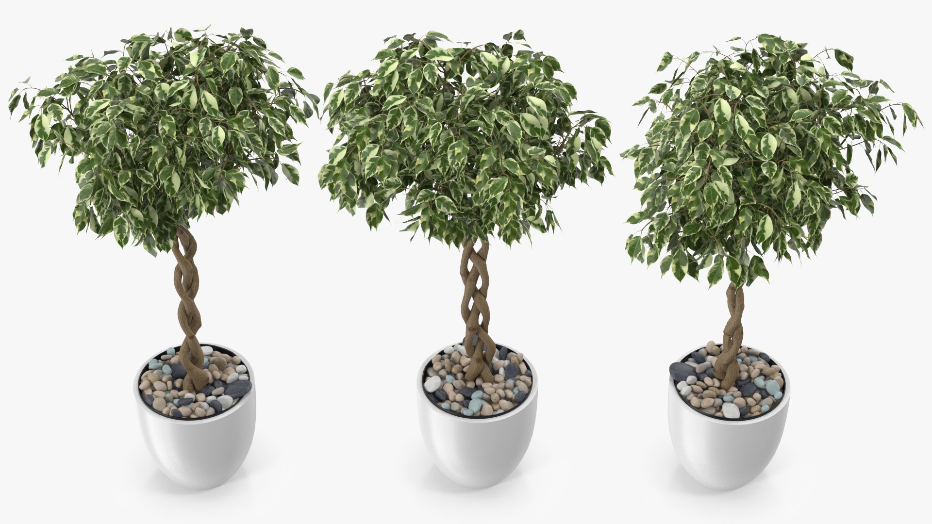 Houseplants Collection 4 3D model https://p.turbosquid.com/ts-thumb/Pj/FSH6b2/wE/houseplantscollection43dsmodel023/jpg/1639675216/1920x1080/fit_q87/978365c68798faf0355c7c6bf4d35ae239f153d9/houseplantscollection43dsmodel023.jpg