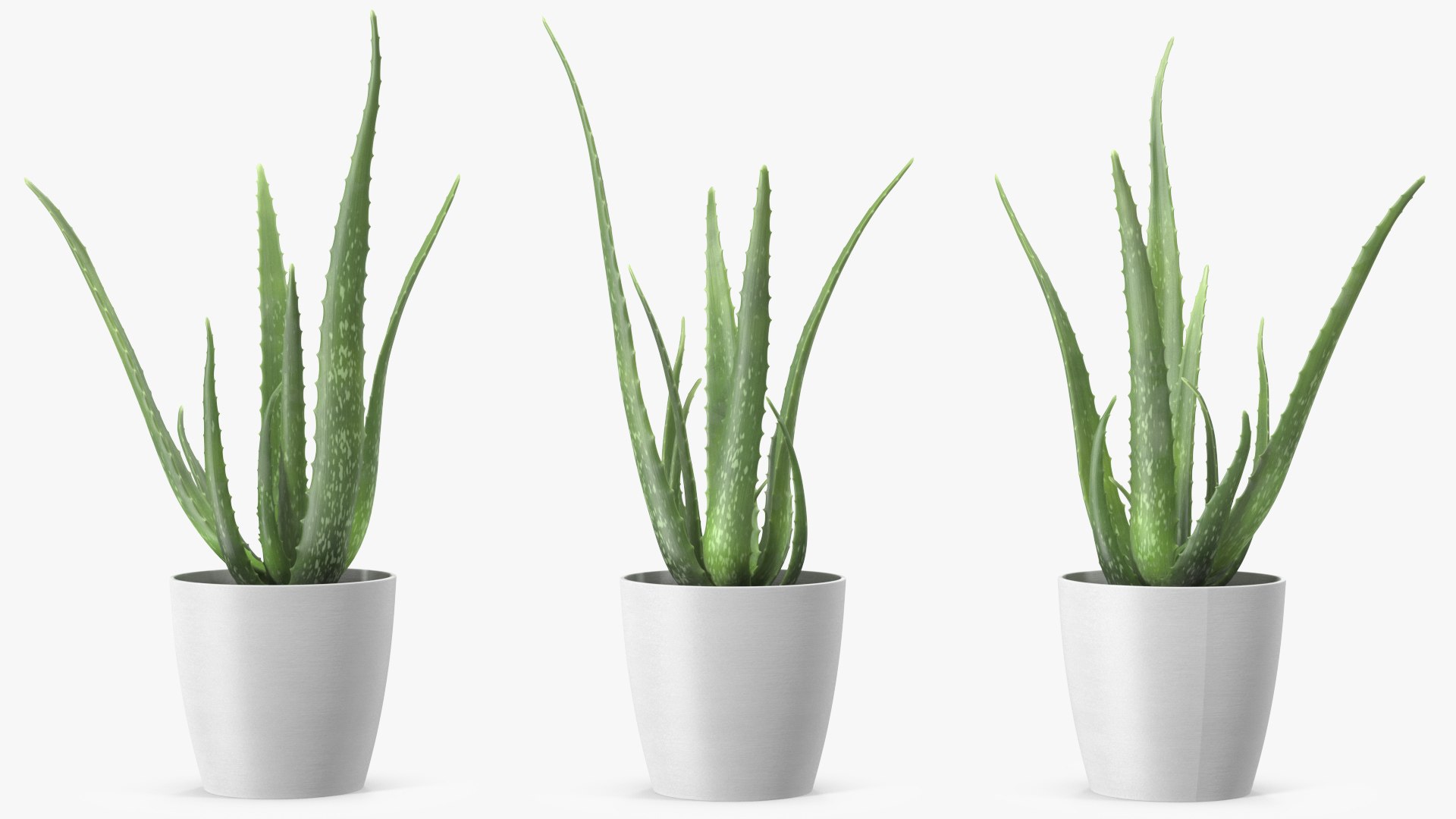Houseplants Collection 4 3D model https://p.turbosquid.com/ts-thumb/Pj/FSH6b2/wH/houseplantscollection43dsmodel002/jpg/1639675152/1920x1080/fit_q87/3ecefb27e673502c6be565e5a62a775ca2863bc7/houseplantscollection43dsmodel002.jpg