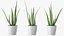 Houseplants Collection 4