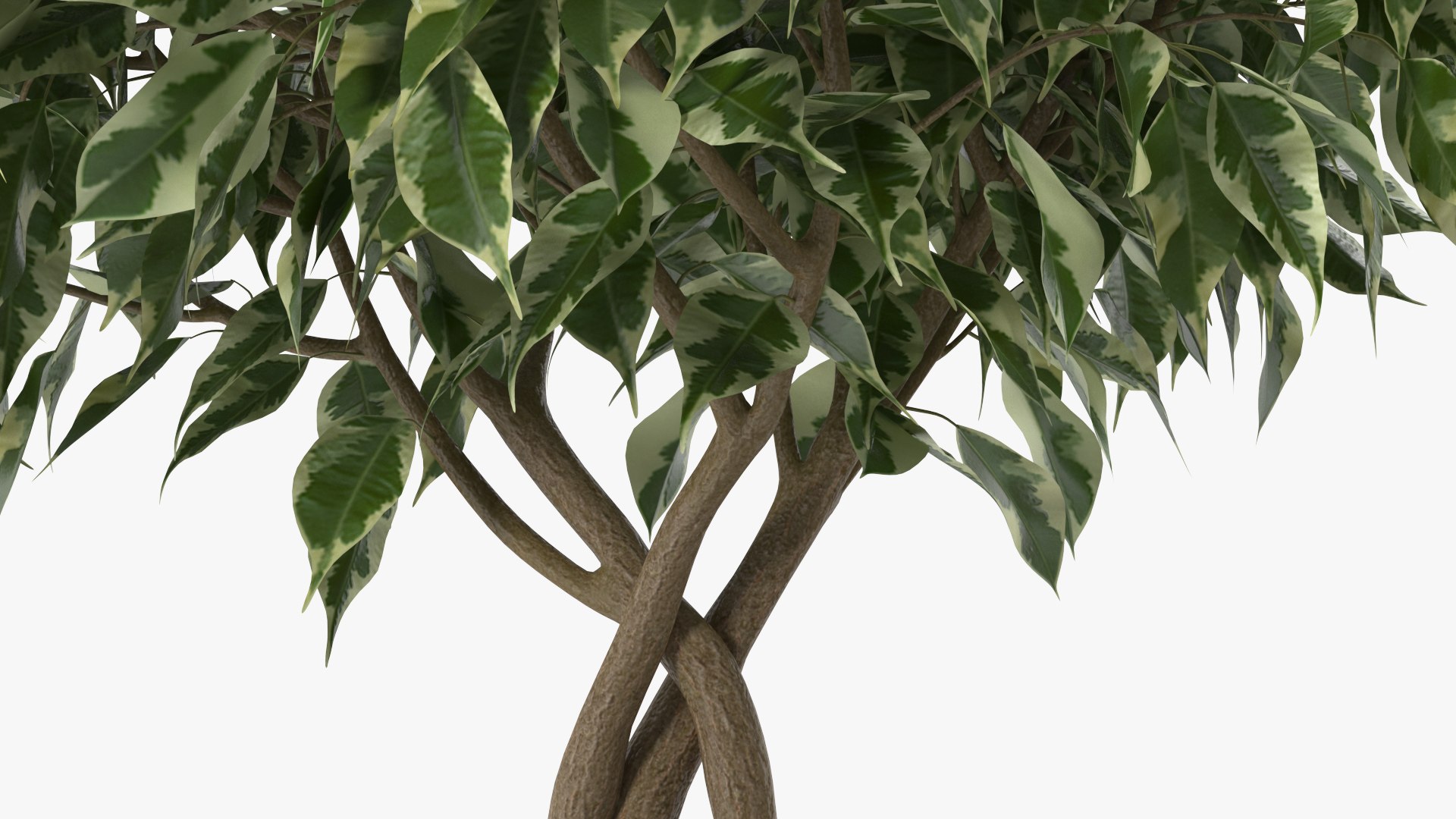 Houseplants Collection 4 3D model https://p.turbosquid.com/ts-thumb/Pj/FSH6b2/yd/houseplantscollection43dsmodel029/jpg/1639675237/1920x1080/fit_q87/7c52467a1276627bbf8cad20e0b0828bfaed4cc1/houseplantscollection43dsmodel029.jpg