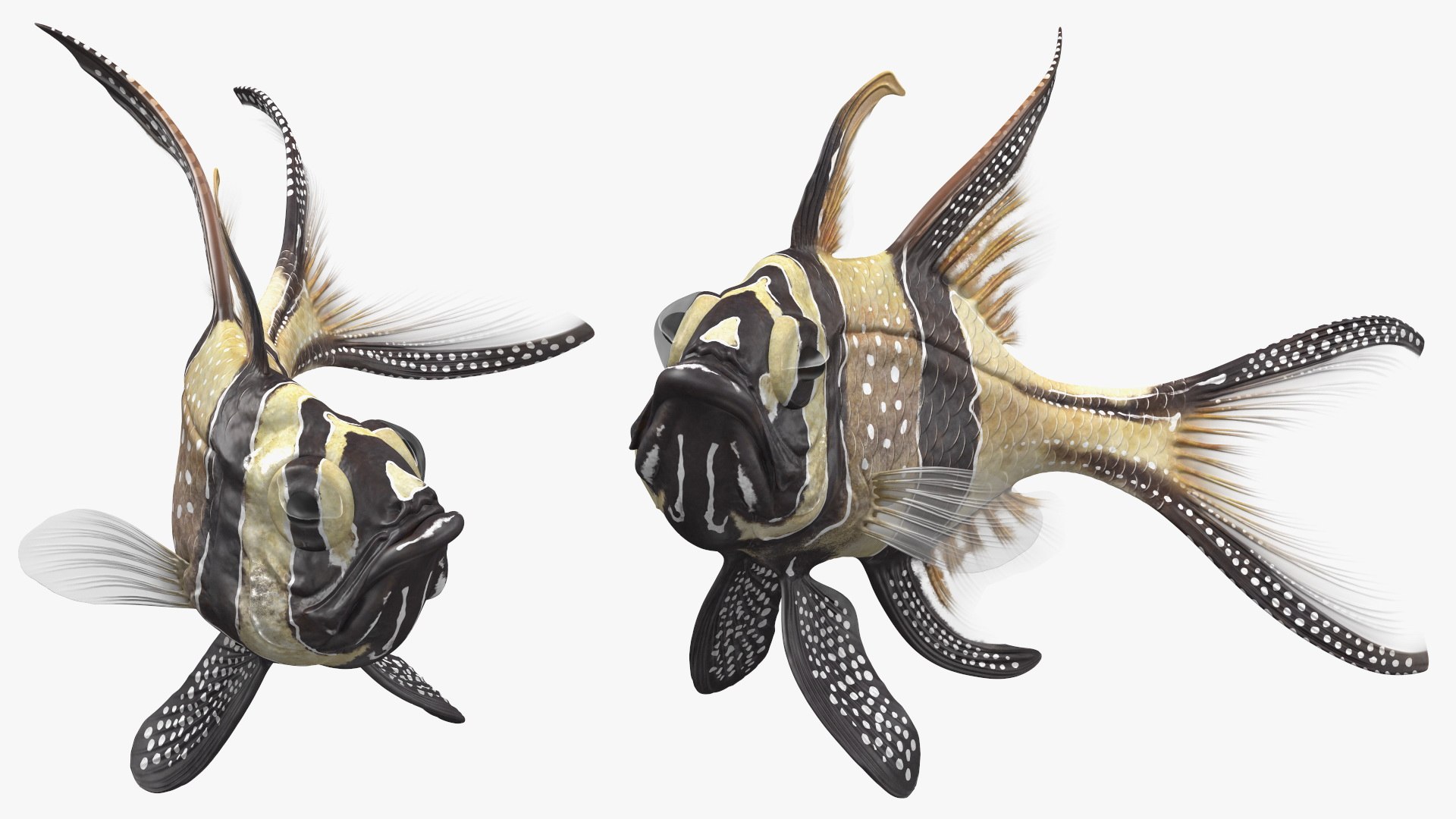 Banggai Cardinalfish 3D model preview