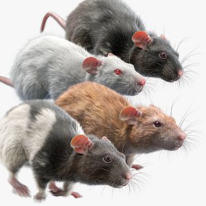 Rat Fur Animated Collection