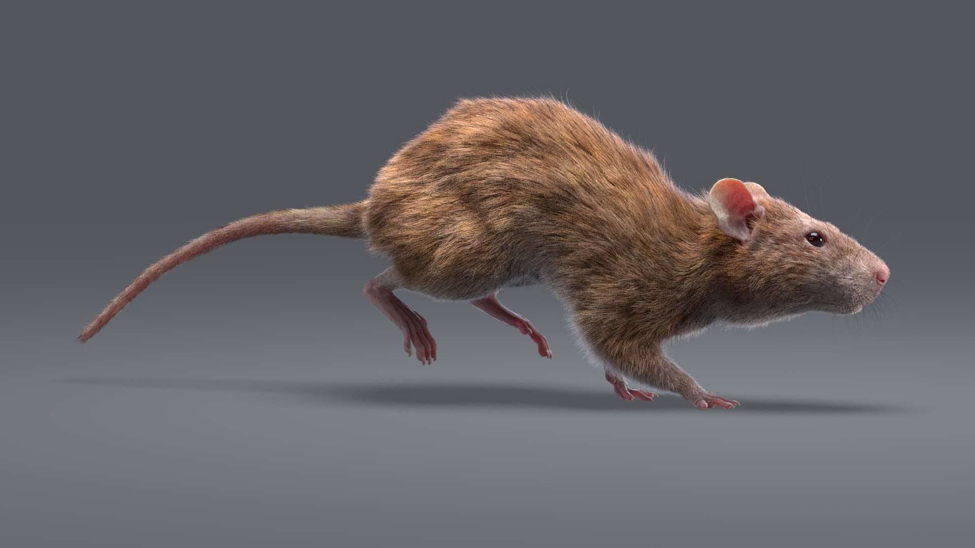 3D model fur white brown https://p.turbosquid.com/ts-thumb/Pj/dz5VDT/Uh/rat_ani_br_07/jpg/1607965035/1920x1080/fit_q87/379888e5d36ab17d92a4088f7f6e6100899d9ede/rat_ani_br_07.jpg