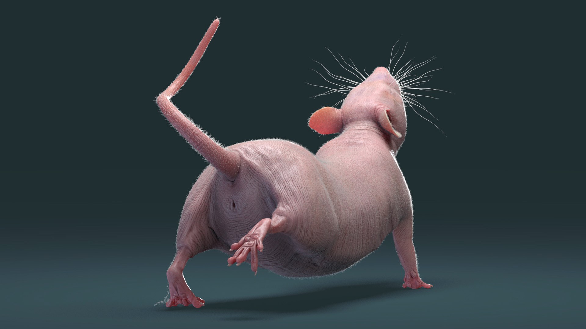 3D model fur white brown https://p.turbosquid.com/ts-thumb/Pj/dz5VDT/W3/rat_hairless_rig_08/jpg/1607965282/1920x1080/fit_q87/3dadb85c172498cea45623a562fe54ed0de808c6/rat_hairless_rig_08.jpg