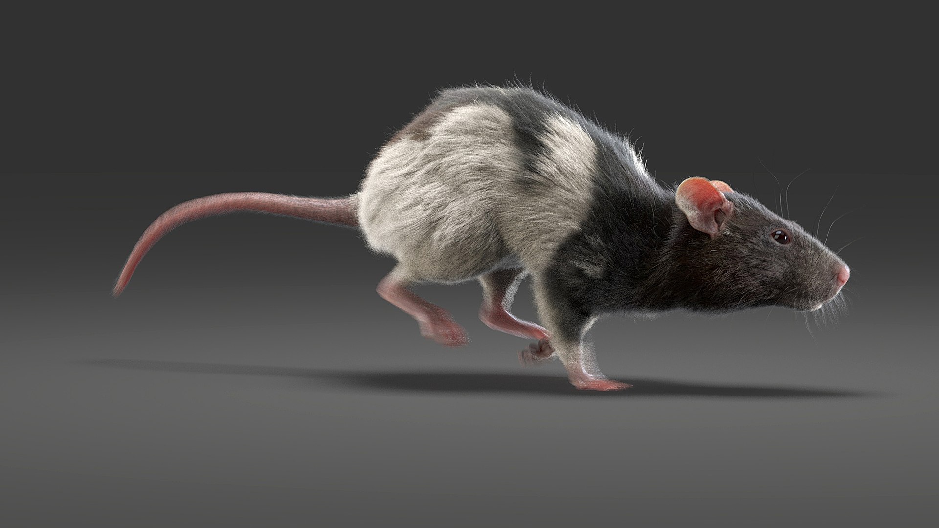 3D model fur white brown https://p.turbosquid.com/ts-thumb/Pj/dz5VDT/W4/rat_ani_sp_03/jpg/1607965107/1920x1080/fit_q87/59401198e7b65b2067a7db98e872c4f855f91e13/rat_ani_sp_03.jpg