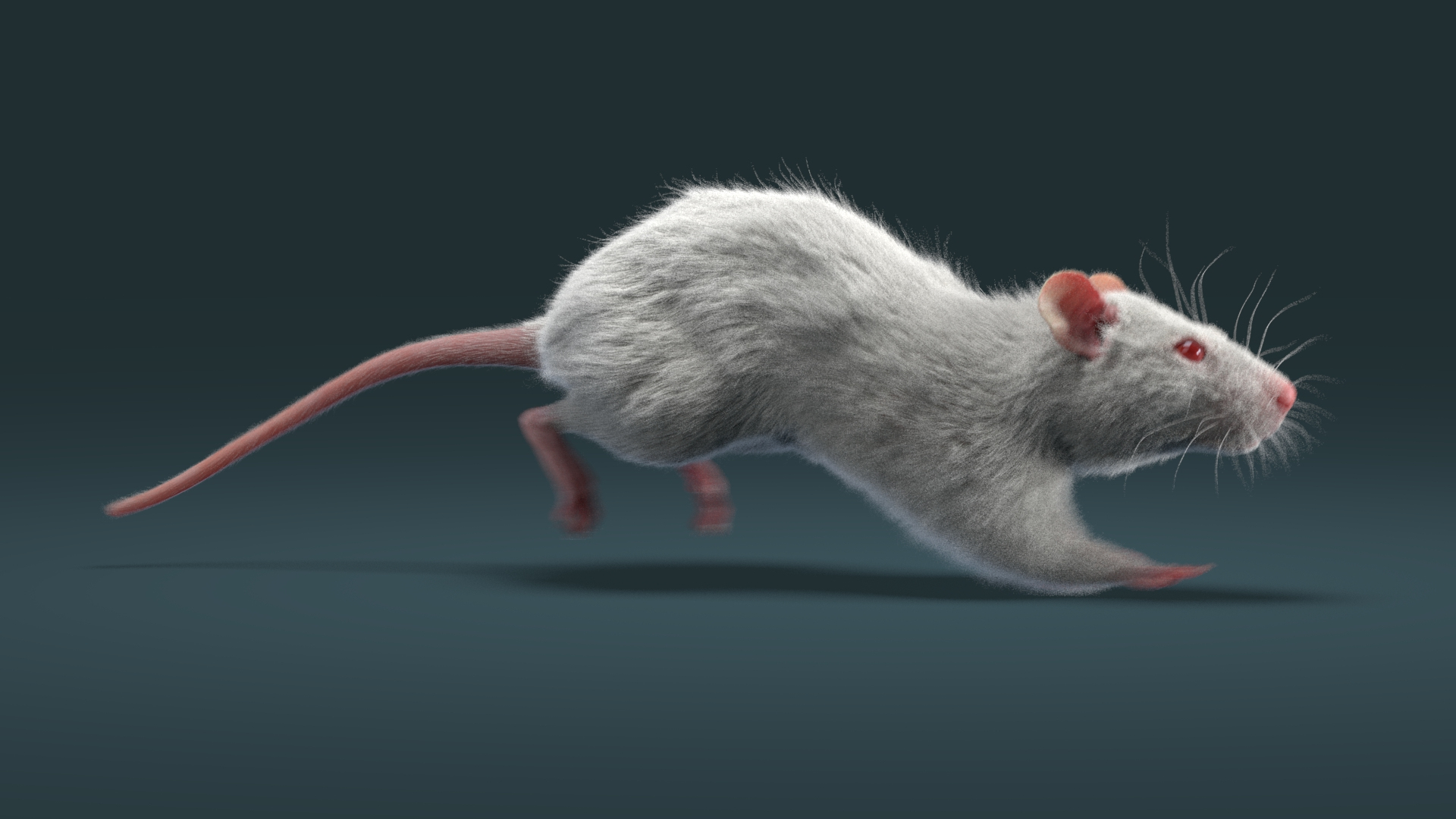 3D model fur white brown https://p.turbosquid.com/ts-thumb/Pj/dz5VDT/lz/rat_w_run_side/jpg/1608043721/1920x1080/turn_fit_q99/2389fbee98830108a0e927c57ccc883387dd8cfa/rat_w_run_side-1.jpg
